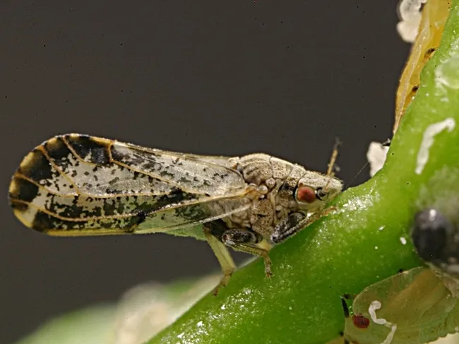 The Asian citrus psyllid, about the size of an aphid, is a major threat to the multibillion dollar citrus industry in the United States.(Photo courtesy of the California Department of Food and Agriculture)