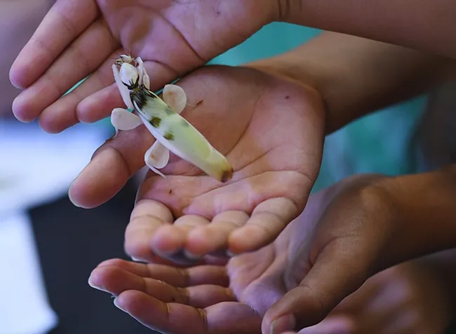 Hands cradle an orchid mantis, orchid mantis, Hymenopus coronatus, from the collection of Lohit Garikipati. (Photo by Kathy Keatley Garvey)