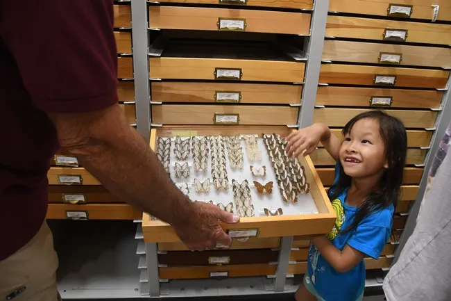 Lily Edmonds of Davis, 7, reacts to the colorful butterflies. (Photo by Kathy Keatley Garvey)