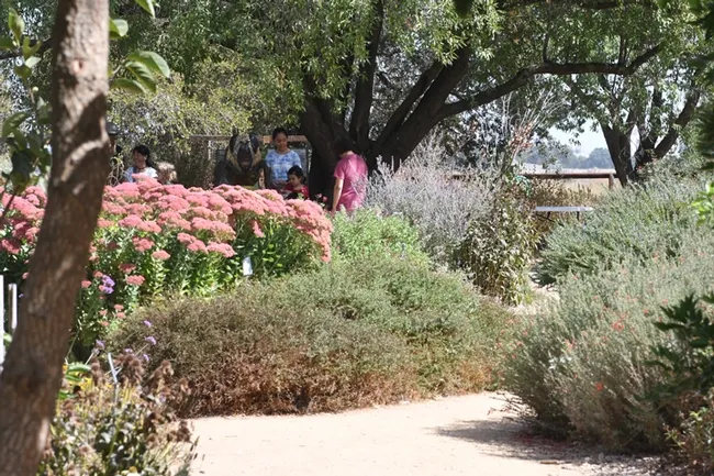 Sedum, a bee attractant, is abloom in the Häagen-Dazs Honey Bee Haven. (Photo by Kathy Keatley Garvey)