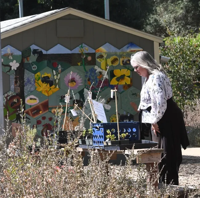 A visitor checks out a table at the Häagen-Dazs Honey Bee Haven. (Photo by Kathy Keatley Garvey)