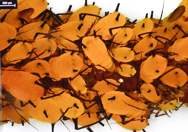 Aphids magnified on a Leica DVM6 microscope, operated by Lynn Epstein, UC Davis emeritus professor of plant pathology.