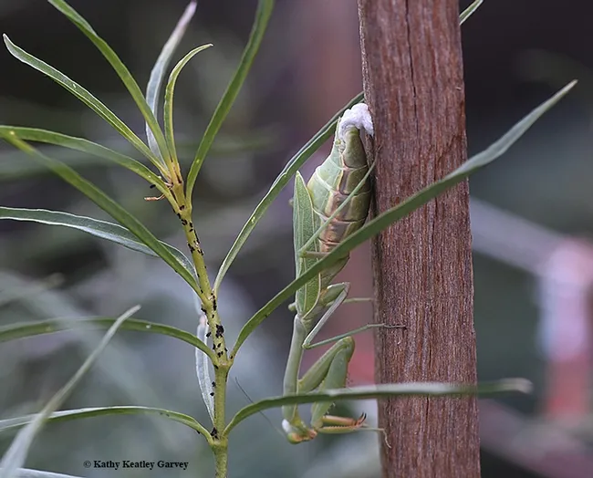 Ms. Mantis begins to work. Note the frothy cream-colored substance. (Photo by Kathy Keatley Garvey)