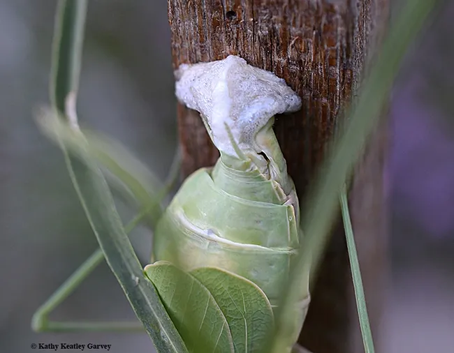 Close-up of the process. This Stagmomantis limbata did so in the open. (Photo by Kathy Keatley Garvey)