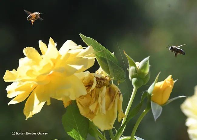 Honey bees circle a fork-tailed bush katydid feeding on a yellow rose. (Photo by Kathy Keatley Garvey)