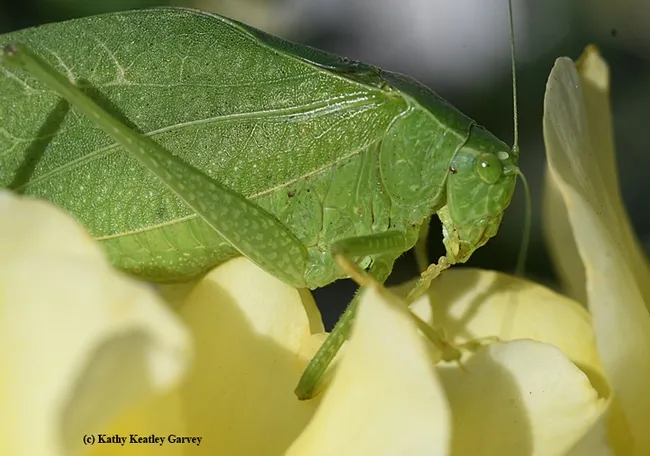 Close-up of the fork-tailed bush katydid. (Photo by Kathy Keatley Garvey)