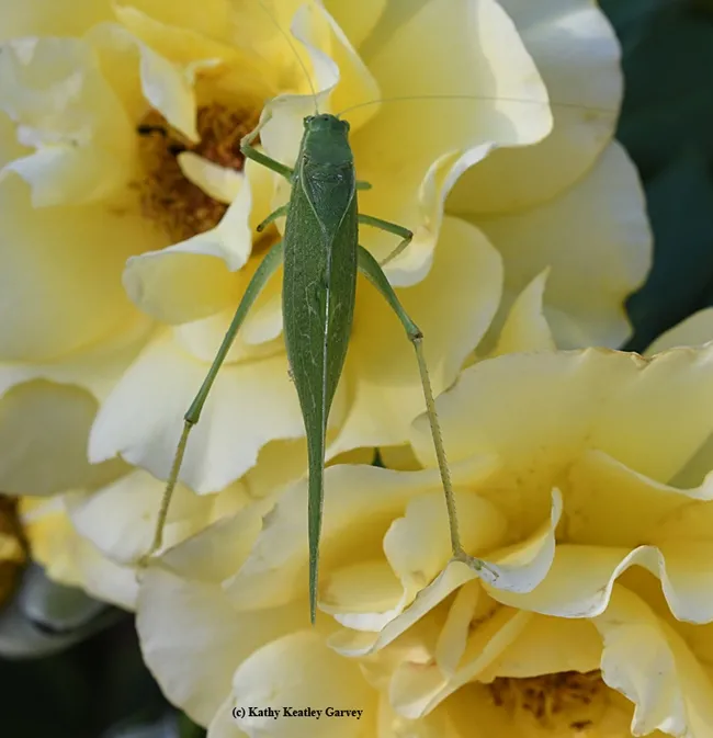 Dorsal view of the fork-tailed bush katydid feeding on a yellow rose. (Photo by Kathy Keatley Garvey)