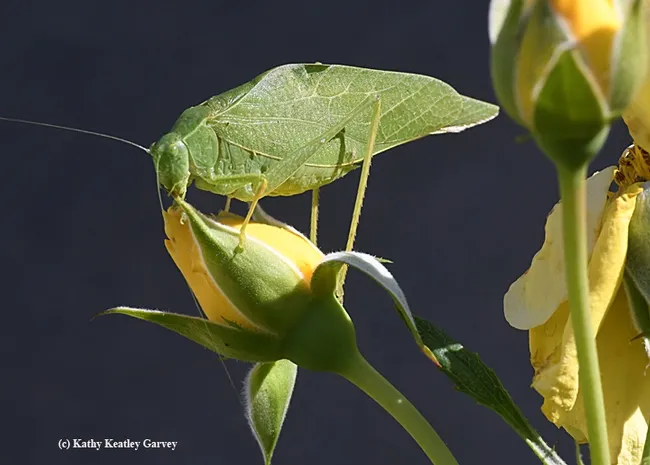 Fork-tailed bush katydid seems to be saying "This bud's for me."(Photo by Kathy Keatley Garvey)