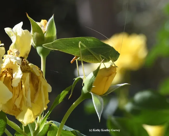 Oops! Check out the frass. (Photo by Kathy Keatley Garvey)