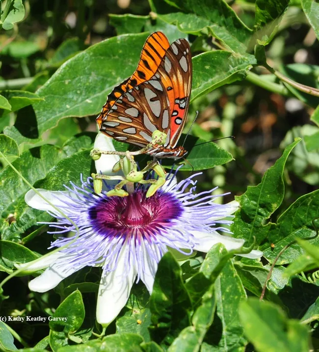 A Gulf Fritillary foraging on a lavender passionflower vine, genus Passiflora. This is the Gulf Frits' host plant, they lay their eggs only on Passiflora. (Photo by Kathy Keatley Garvey)