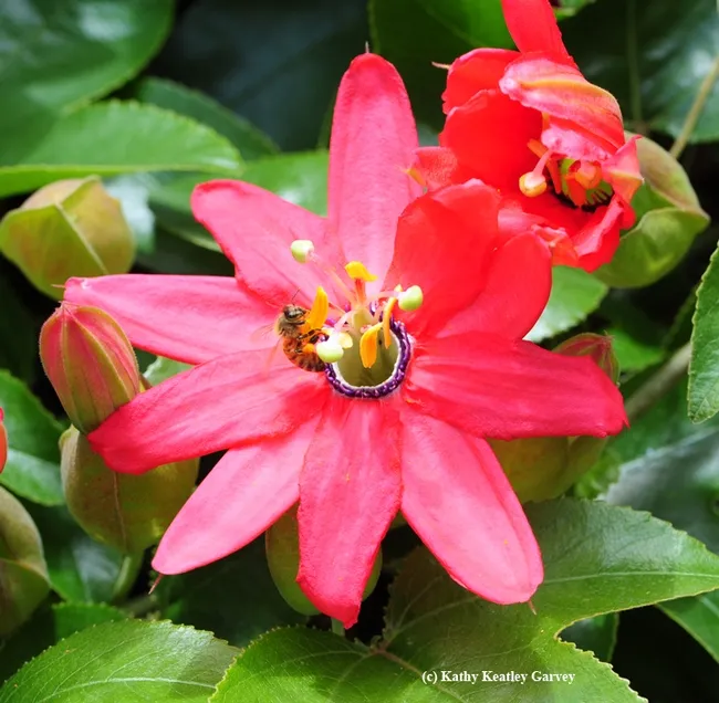 Gulf Fritillaries avoided this species of red passsionflower vine, Passiflora jamesonii, planted in the Garvey yard. Honey bees, however, did not. (Photo by Kathy Keatley Garvey)