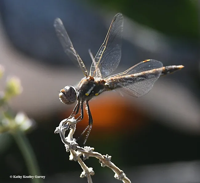 Touchdown! The variegated meadow hawk perches on a spent salvia. (Photo by Kathy Keatley Garvey)