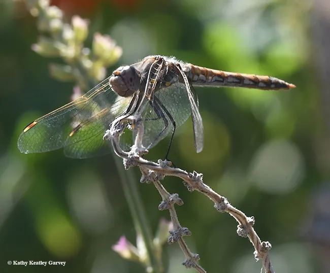 This variegated meadowhawk dragonfly, a strong wind drooping its wings, nevetheless kept returning to this perch, a spent salvia. (Photo by Kathy Keatley Garvey)
