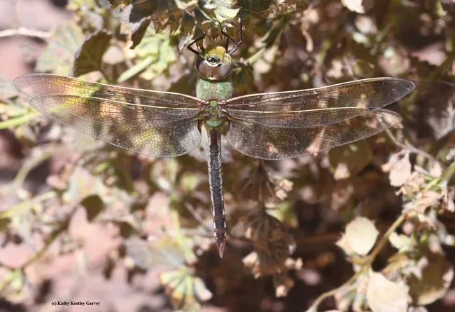 Green darner dragonfly, Anax junius, in Benicia State Historical Park. (Photo by Kathy Keatley Garvey)