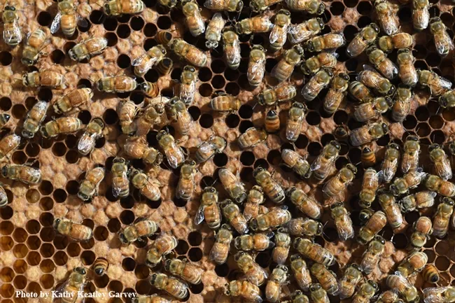 Honey bees, the most important pollinators, also produce honey. This image was taken at the Harry H. Laidlaw Jr. Honey Bee Research Facility at UC Davis. (Photo by Kathy Keatley Garvey)