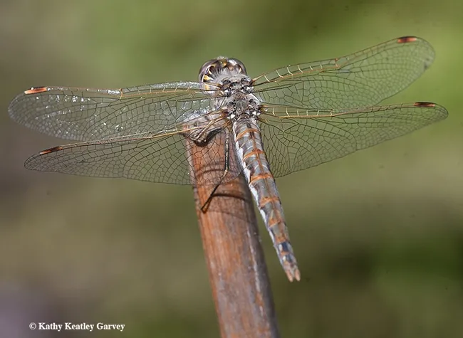 In this view, you can see the “bi-colored” Pterostigma on the wing tip and the two black spots on the top of the tip of the abdomen," noted Greg Kareofelas, Bohart Museum of Entomology associate. "This is unique to this species (Sympetrum corruptum)." (Photo by Kathy Keatley Garvey)