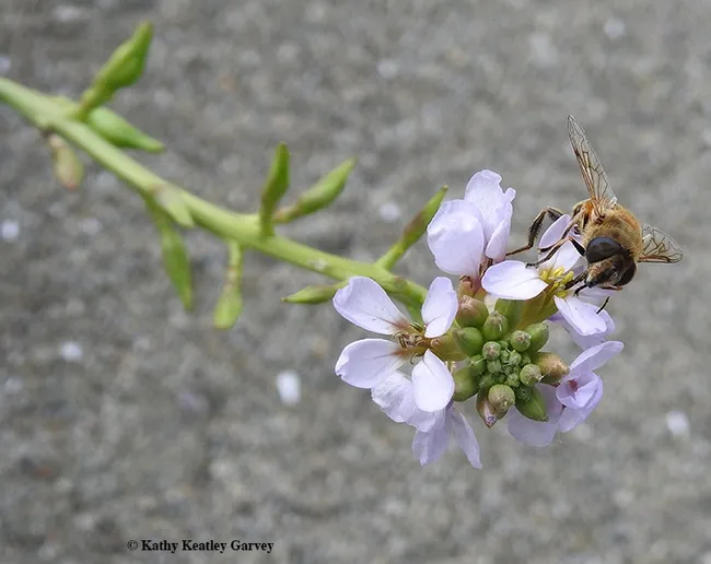 A syrphid or hover fly, Eristalis tenax, nectaring on a sea rocket plant, Cakile maritima, on Oct. 18 at Doran Regional Park Beach, Sonoma. (Photo by Kathy Keatley Garvey)
