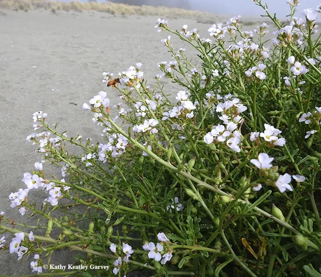 Along with sand castles and beach balls and beach umbrellas, look for pollinators nectaring on sea rocket plants at the beach. Note the honey bee. (Photo by Kathy Keatley Garvey)
