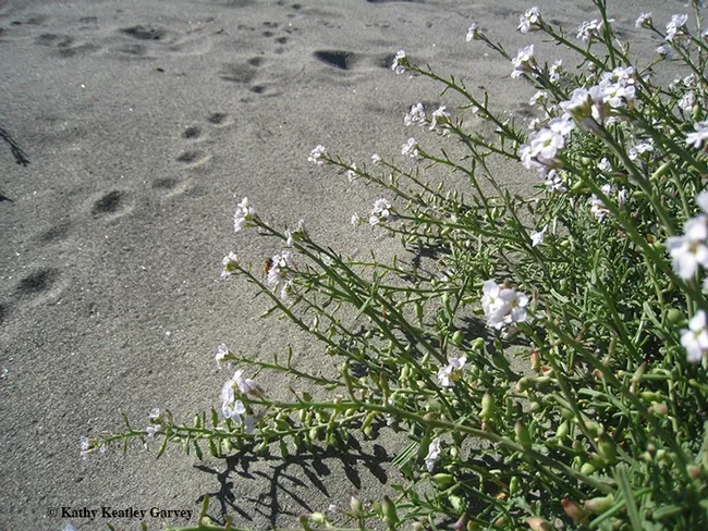Footprints in the sand? Yes, and bees and other pollinators nectaring on sea rocket. (Photo by Kathy Keatley Garvey)