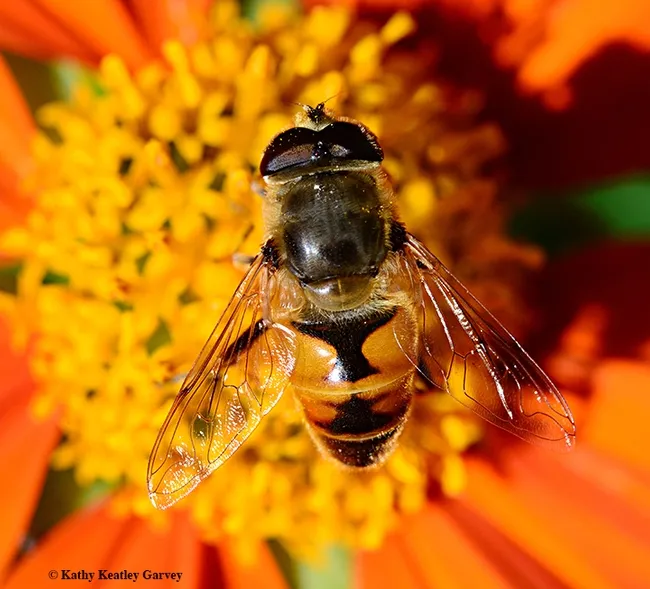 Meet the drone fly (Eristalis tenax), often mistaken for a honey bee. Note the one set of wings, large eyes, stubby antennae and a distinguishing "H" on its abdomen. (Photo by Kathy Keatley Garvey)