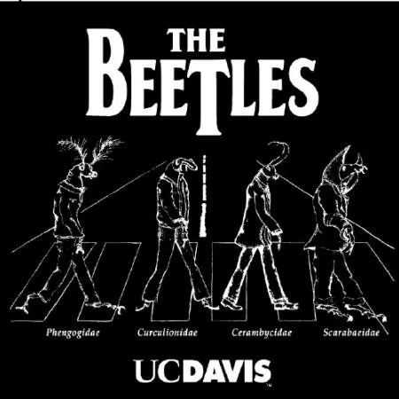 "The Beetles" t-shirt is EGSA's all-time best seller. Beneath the images of the beetles are their family names: Phengogidae, Curculionidae, Cerambycidae and Scarabaeidae. Think glowworm, snout, long-horned, and scarab beetles.