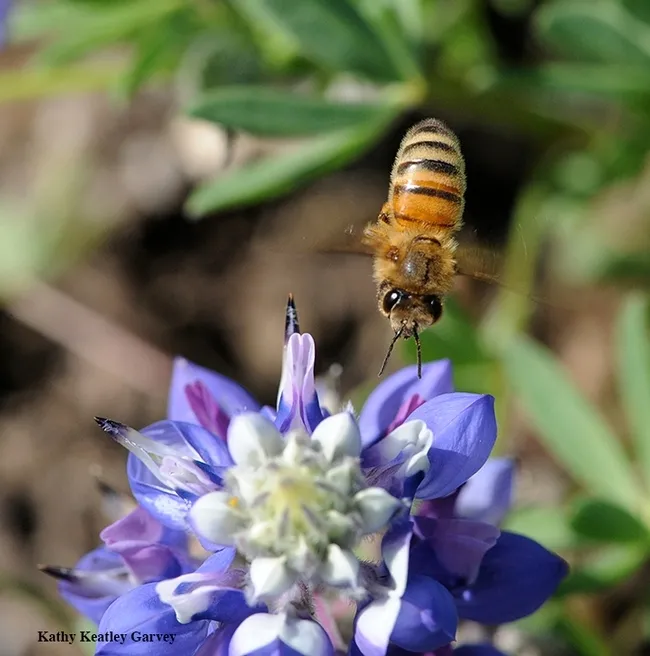 A honey bee heads for a lupine blossom. Nectar-living microbes release scents or volatile compounds, too, and can influence a pollinator’s foraging preference, according to UC Davis community ecologist Rachel Vannette, recipient of a Hellman Fellowship. (Photo by Kathy Keatley Garvey)