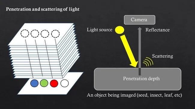 Christian Nansen of the UC Davis Department of Entomology and Nematology, illustrated his research paper, published in PLOS ONE, with this graphic.