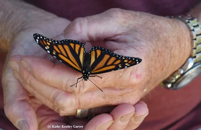 A newly eclosed monarch, ready to take flight. This image was taken on Sept. 24, 2018 in Vacaville, Calif. (Photo by Kathy Keatley Garvey)