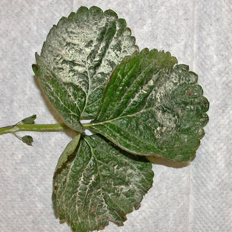 Sulfur residue on a leaf after application/ Residuo de azufre en una hoja luego de aplicación