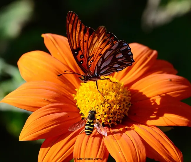 The syrphid fly tries to seek some nectar, but the Gulf Fritillary proclaims "This Mexican sunflower is occupied." (Photo by Kathy Keatley Garvey)