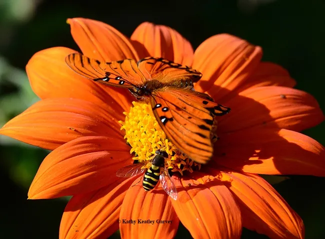 The butterfly spreads and flattens its wings. The syrphid does not move. (Photo by Kathy Keatley Garvey)