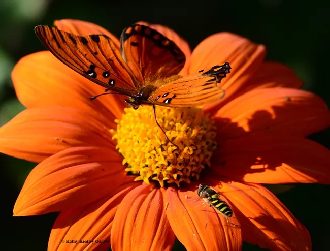 "Maybe if come around from a different direction!" the fly seems to say. (Photo by Kathy Keatley Garvey)