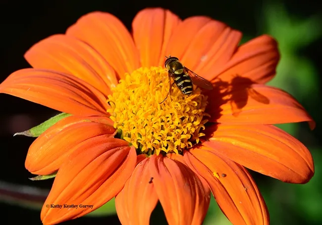 "Ah, all mine!" proclaims the fly. "I scared off the butterfly." (Photo by Kathy Keatley Garvey)