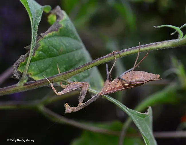 Henrietta, a Stagmomantis limbata, hanging out in a patch of Mexican sunflowers. (Photo by Kathy Keatley Garvey)