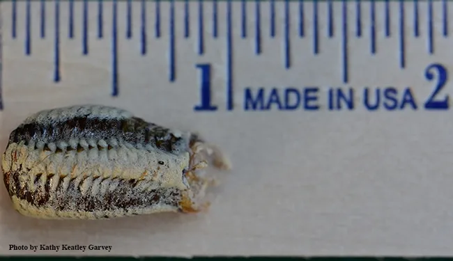 This is the ootheca that Henrietta (which means "home ruler") deposited before we released her. The species? Stagmomantis limbata. (Photo by Kathy Keatley Garvey)