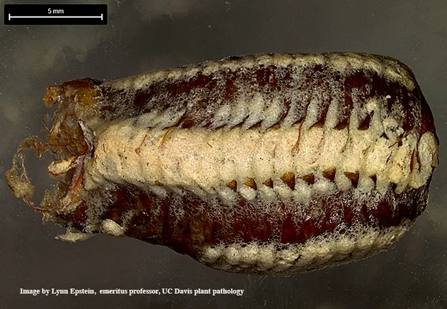 Close-up of the ootheca, magnified with a Leica DVM6 microscope operated by Lynn Epstein, UC Davis emeritus professor of plant pathology.