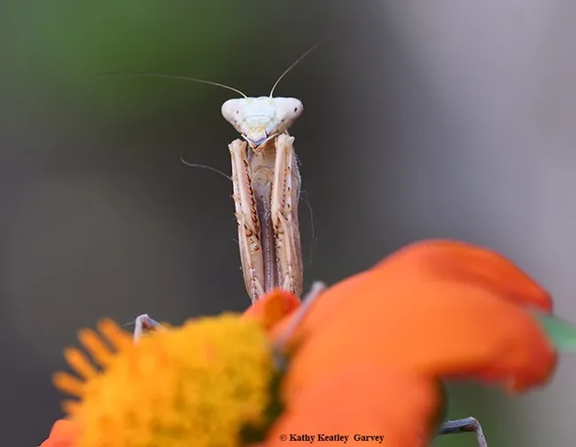 Henrietta, our Stagmomantis limbata praying mantis, lies in wait on a Mexican sunflower (Tithonia.) (Photo by Kathy Keatley Garvey)