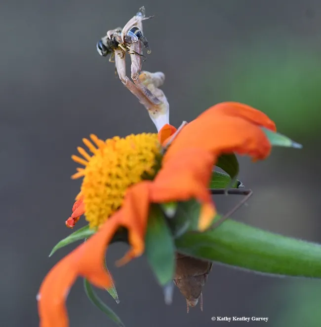 One quick move and praying mantis has dinner. (Photo by Kathy Keatley Garvey)