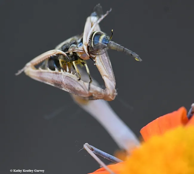 The spiked forelegs hold the prey in place. (Photo by Kathy Keatley Garvey)