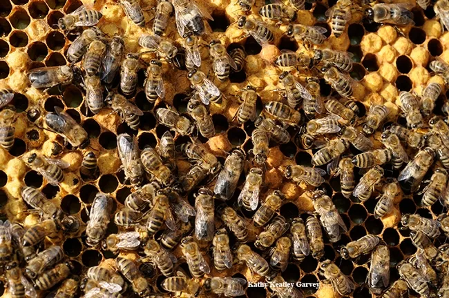 What's going on in the hive? World-renowned honey bee geneticist Robert Eugene “Rob” Page Jr., the 2018 recipient of the Thomas and Nina Leigh Distinguished Alumni Award, UC Davis Department of Entomology and Nematology, will speak on "In Search of the Spirit of the Hive: a 30-Year Quest"--at 4 p.m., Thursday, Nov. 29 in the International House, 10 College Park, Davis. (Photo by Kathy Keatley Garvey)