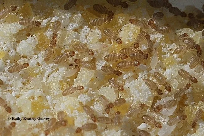 Pantry pests include booklice, pictured here in cornmeal. These nearly microscopic insects, Liposcelis bostrychophila, or "psocids" (pronounced "so kids"), are common pests in stored grains. They're usually unseen because they're about a millimeter long--about the size of a speck of dust--and are transparent to light brown in color. (Photo by Kathy Keatley Garvey)