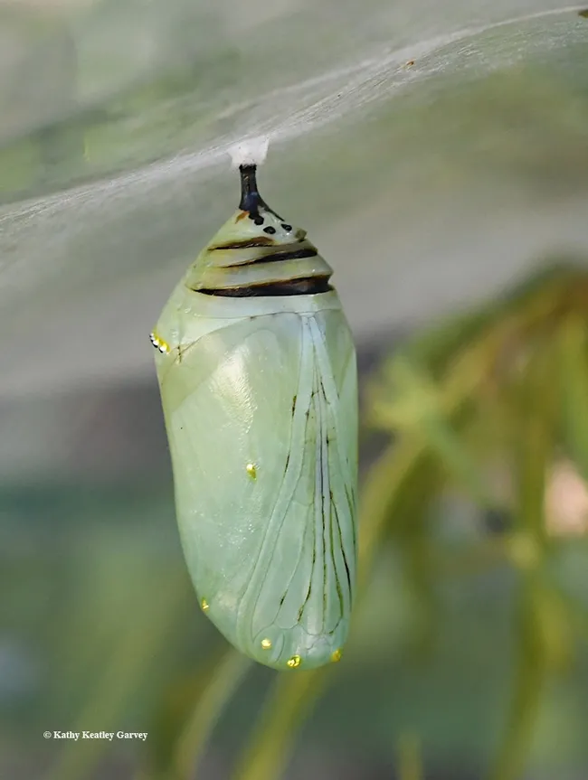 A monarch chrysalis that didn't make it. This image was taken Sept. 15. Said Art Shapiro of UC Davis: "The intersegmental membranes are showing. Whatever caused that, it opens the door to severe water loss, so the pupa will probably die." (Photo by Kathy Keatley Garvey)