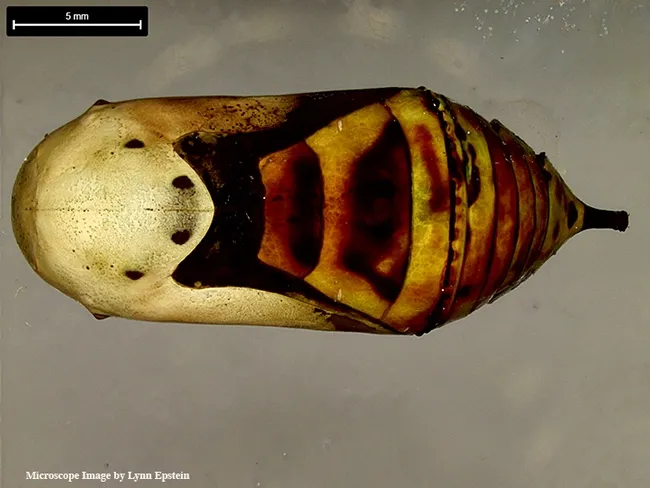 Lynn Epstein, UC Davis emeritus professor of plant pathology, captured this image of the monarch chrysalis on Nov. 2 with a Leica DVM6 microscope.