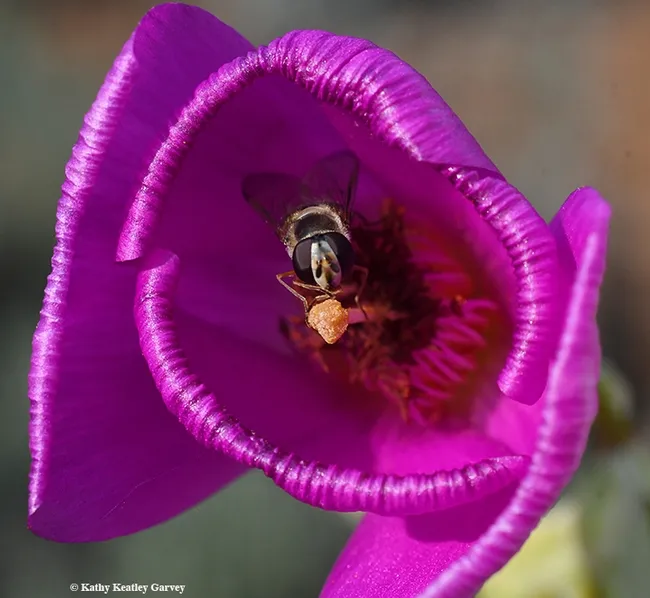 A syrphid fly, tucked in the folds of a rock purslane, Calandrinia grandiflora, sips nectar. (Photo by Kathy Keatley Garvey)