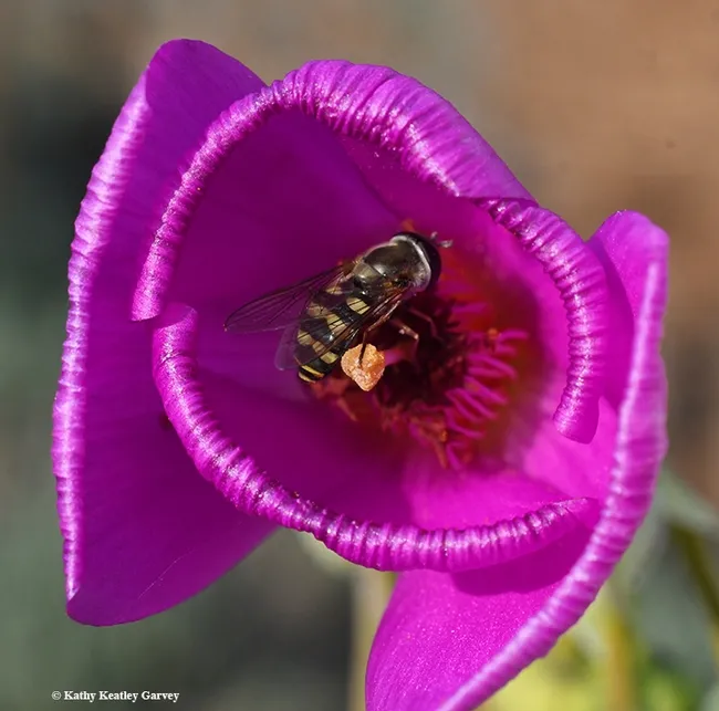 The syrphid fly rotates its body to gather more nectar glean more sun. (Photo by Kathy Keatley Garvey)