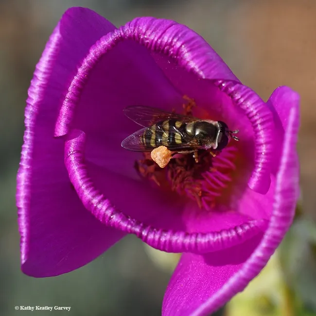 The syprhid is just about ready to take flight. (Photo by Kathy Keatley Garvey)