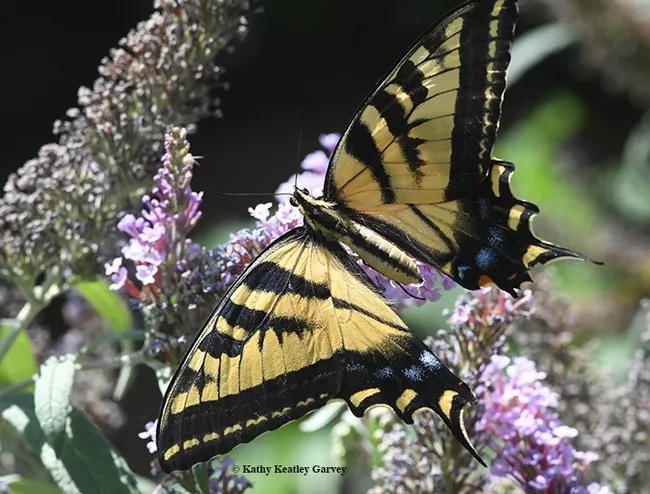 A Western tiger swallowtail (Papilio rutulus) nectaring on a butterfly bush (Buddleia davidii). (Photo by Kathy Keatley Garvey)