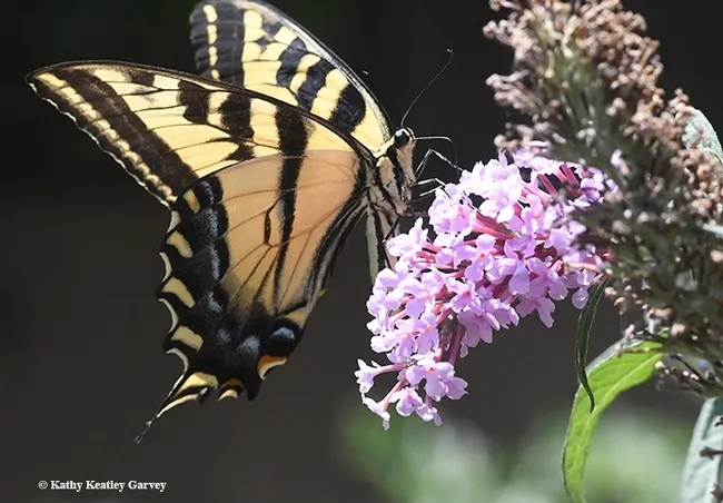 This gravid female Western tiger swallowtail (Papilio rutulus) can't get enough of a butterfly bush (Buddleia davidii). (Photo by Kathy Keatley Garvey)