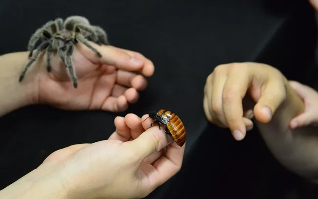 A tarantula and a Madagascar hissing cockroach are favorites at the Bohart Museum of Entomology's live "petting zoo." (Photo by Kathy Keatley Garvey)