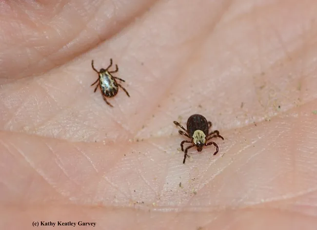 Two Dermacentor occidentalis (Pacific Coast ticks) "collected" during a Sonoma outing: male on the left and female on right, as identified by Lynn Kimsey, director of the Bohart Museum of Entomology. They are about the size of a sesame seed. (Photo by Kathy Keatley Garvey)